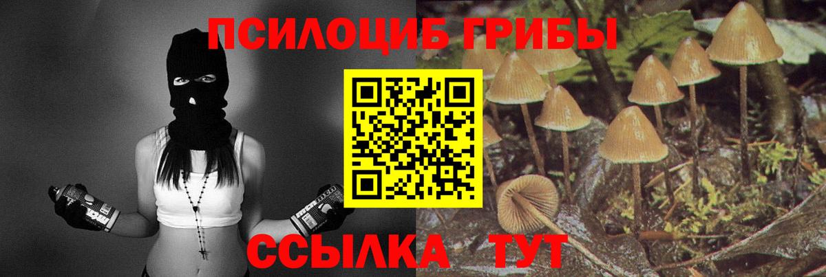 Галлюциногенные грибы Psilocybine cubensis Саянск